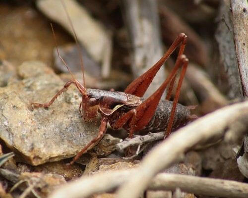 Portuguese Mountain Bush-cricket