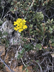 Erysimum perenne