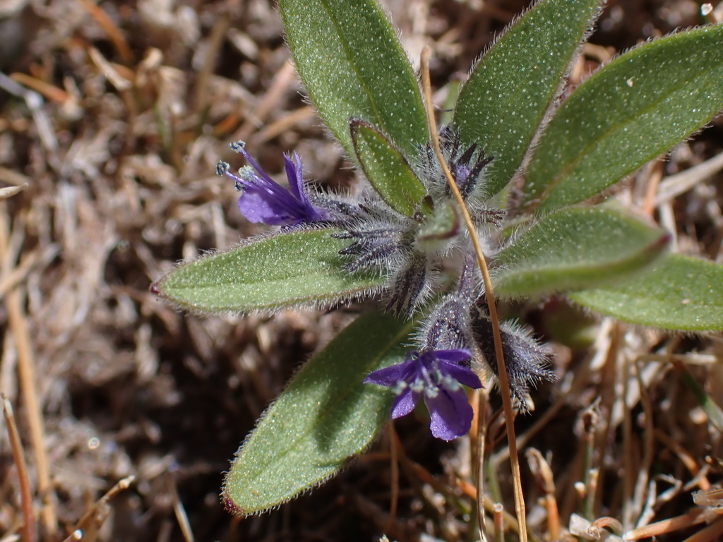 Trichostema austromontanum ssp. compactum