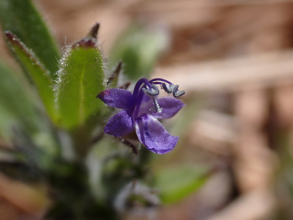 Trichostema austromontanum ssp. compactum