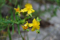 Hypericum dolabriforme