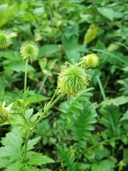 Geum aleppicum