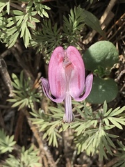 Dicentra pauciflora