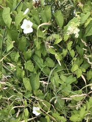 Calystegia sepium