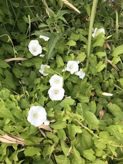 Calystegia sepium