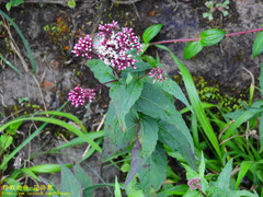 Eupatorium kiirunense