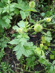 Geum aleppicum