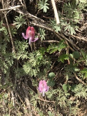 Dicentra pauciflora
