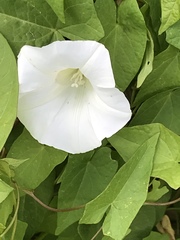 Calystegia sepium