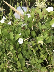 Calystegia sepium