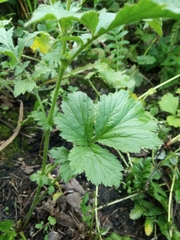 Geum aleppicum