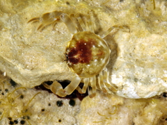 Bellidilia laevis