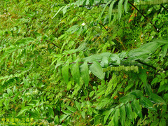 Polygonatum arisanense