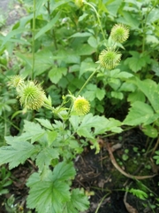 Geum aleppicum