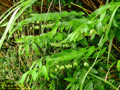 Polygonatum arisanense