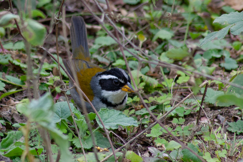 Moss-backed Sparrow (Arremon dorbignii), photo 5