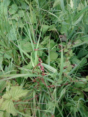 Cuscuta lupuliformis