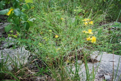 Hypericum dolabriforme