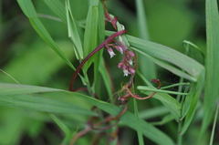 Cuscuta lupuliformis