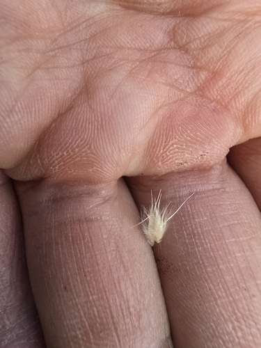 Image of Rytidosperma bipartitum by (c) Josh, some rights reserved (CC BY)