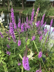 Lythrum salicaria
