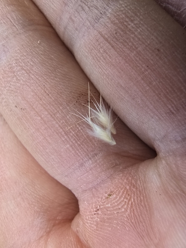 Image of Rytidosperma bipartitum by (c) Josh, some rights reserved (CC BY)