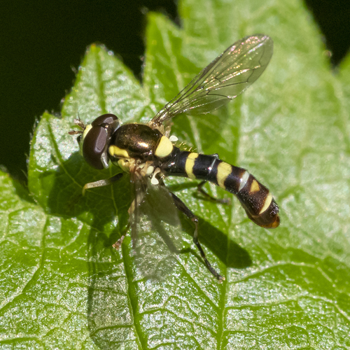 Black-striped Globetail (Sphaerophoria novaeangliae) · iNaturalist