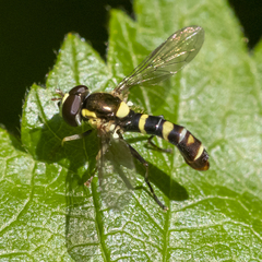 Sphaerophoria (Knutsoniana) image