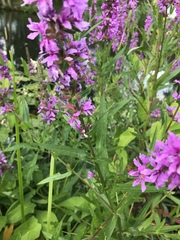 Lythrum salicaria