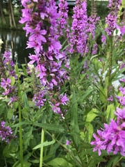 Lythrum salicaria