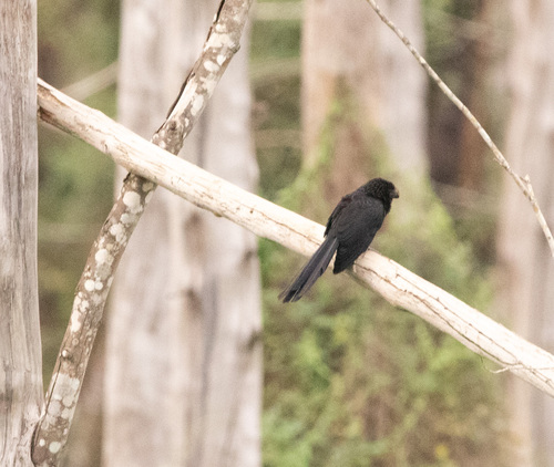 Smooth-billed Ani