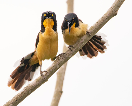 Black-capped Donacobius