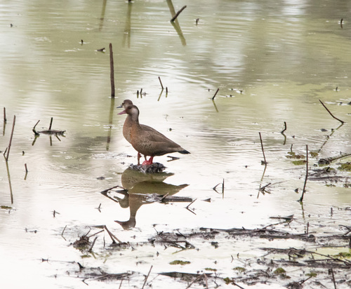 Brazilian Teal