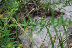 Hypericum dolabriforme