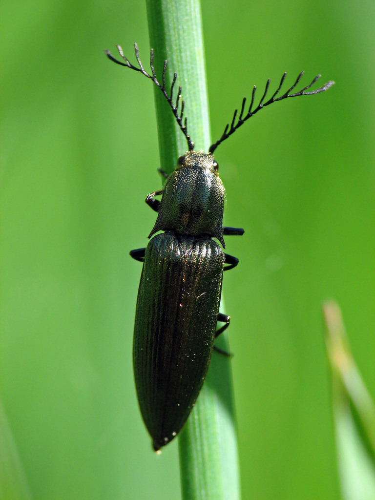 pectinate click beetle