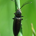 Pectinate Click Beetle - Photo (c) Marko Kivelä, some rights reserved (CC BY-NC-SA)