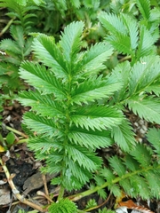 Argentina anserina