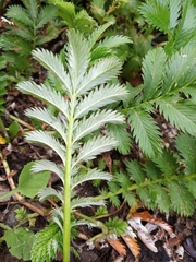 Argentina anserina