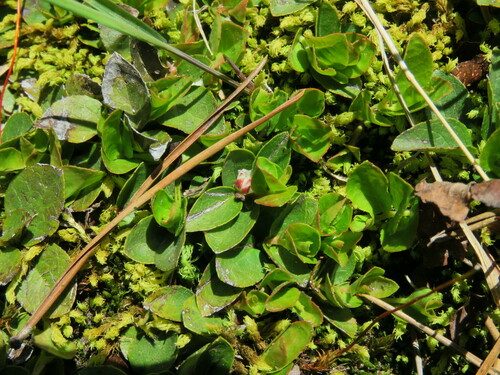 Foto de Gaultheria humifusa