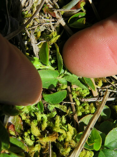Gaultheria humifusa
