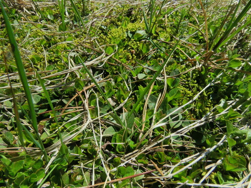Foto de Gaultheria humifusa