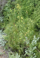 Penaea cneorum cneorum