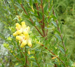 Penaea cneorum cneorum