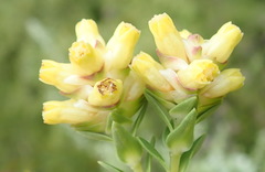 Penaea cneorum cneorum