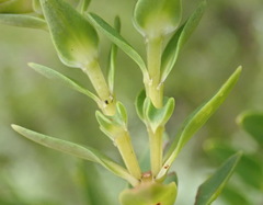 Penaea cneorum cneorum