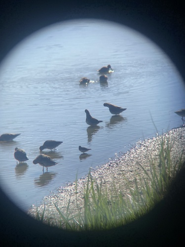 iNaturalist observation photo of Dowitchers