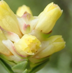 Penaea cneorum cneorum