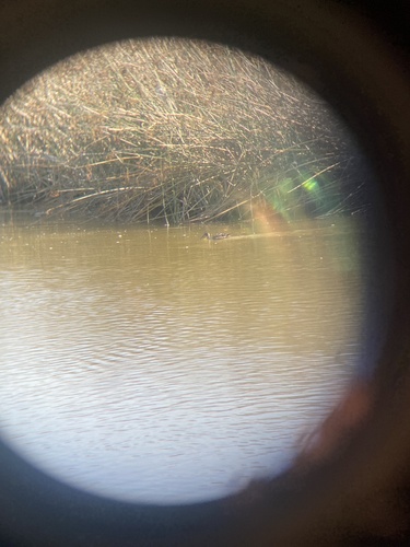 iNaturalist observation photo of Northern Shoveler