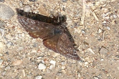 Erynnis icelus
