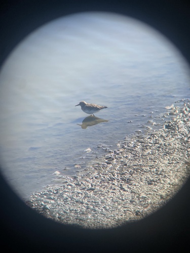 iNaturalist observation photo of Least Sandpiper